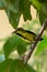 Olive backed sunbird or yellow bellied sunbird or Cinnyris jugularis bird portrait in green background in home garden backyard