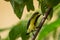 Olive backed sunbird or yellow bellied sunbird or Cinnyris jugularis bird portrait in green background in home garden backyard