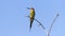 Olive Bee-eater Merops superciliosus