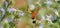 Olive Bee Hawk moth in flight with straw stretched out drinking from a flower of Italian viper\\\'s bugloss