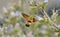 Olive Bee Hawk moth with straw stretched out drinking from a flower of Italian viper\\\'s bugloss