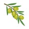 Olive berries or fruits, design element isolated.