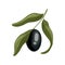 olive black cartoon vector illustration