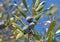 olive Black olives on branch of olive tree background