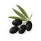 Olive black of useful natural organic delicious fruit with leaves.