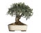 Olive, bonsai tree, olea europaea, isolated