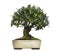 Olive bonsai tree, Olea europaea, isolated