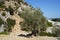 The olive, botanical name Olea europaea, meaning `European olive`, is a species of small tree in the family Oleaceae. Kolympia.