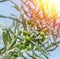 Olive branch with berries close-up. Blue sky background