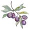 Olive branch with black fruit. Watercolor background illustration set. Isolated olives illustration element.