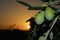 Olive Branch with Fruits During a Beautiful Sunrise, Sicilian Background