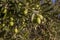Olive branch with gordal large unripe olives