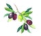 Olive branch - green, black olives. Watercolor