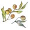 Olive branch with green fruit. Watercolor background illustration set. Isolated olives illustration element.