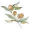 Olive branch with green fruit. Watercolor background illustration set. Isolated olives illustration element.