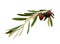 Olive branch with green leaves on a white