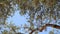 Olive branch with leaves close-up. Olive groves and gardens in M