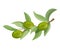 Olive branch with leaves and olives. Fruits fresh, organic pure.