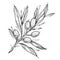 Olive branch. Tattoo design. Vector illustration isolated on white