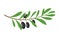 Olive branch tree isolated leaf. Olive food green branch plant illustration