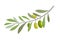 Olive branch tree isolated leaf. Olive food green branch plant illustration