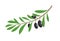 Olive branch tree isolated leaf. Olive food green branch plant illustration
