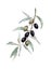 Olive branch watercolor painting on white background.