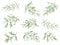 Olive branches. Green greek olives tree branch with leaves decorative hand drawn vector sketch illustration set
