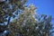 Olive branches with ripe black olives ready for harvest to produce quality olive oil