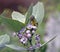 An olive brown female sunbird feeding upon the nectar of Calotropis flower.