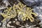 Olive-brown strings of Neptune`s necklace Hormosira banksii seaweeds on the rocky coastline of the petrified forest in New