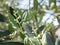 Olive buds on the young tree branch. Concept of ecological agriculture