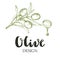 Olive design illustration.