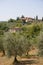 Olive farm in Tuscany