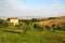 Olive field in Italy