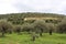 olive fields