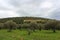 olive fields