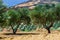 Olive fields on Crete Island in Greece