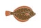 Olive flounder logo. Isolated flounder on white background