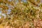 Olive fruit ripening in Morocco