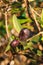 olive fruit on tree hanging