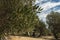 Olive Gardens of Lun with thousands years old olive trees, island of Pag