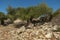 Olive Gardens of Lun with thousands years old olive trees, island of Pag