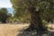 Olive Gardens of Lun with thousands years old olive trees, island of Pag