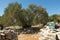 Olive Gardens of Lun with thousands years old olive trees, island of Pag. The oldest 2000 years old olive tree in Lun, island Pa