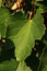 Olive green leaf of climbing plant called Peppervine or Porcelainberry, latin name Ampelopsis Humulifolia