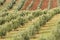 Olive grove