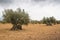 Olive grove