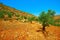 Olive Grove