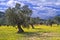 Olive grove